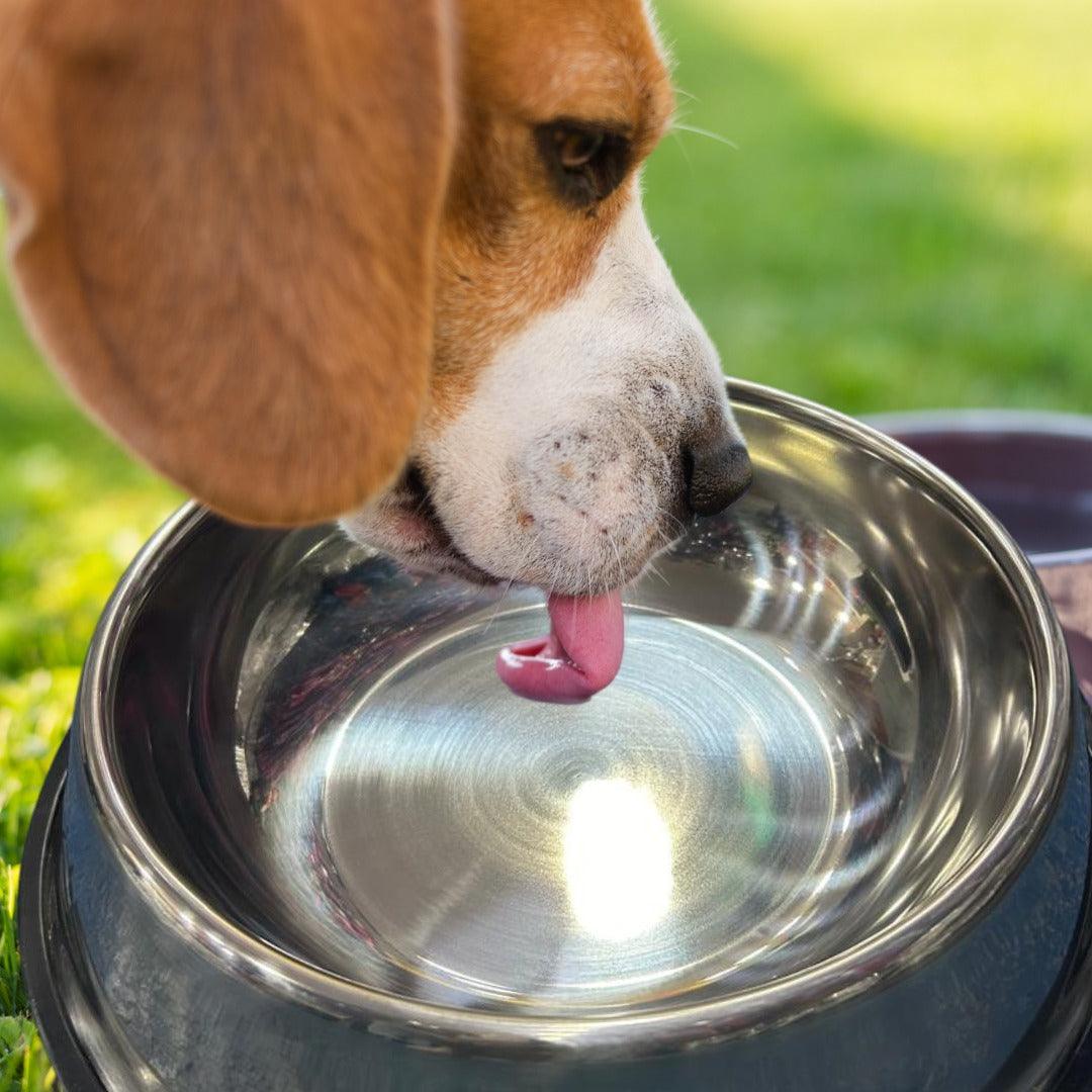 Alimentador de Aço Inoxidavel para PETS - O Chico Tem