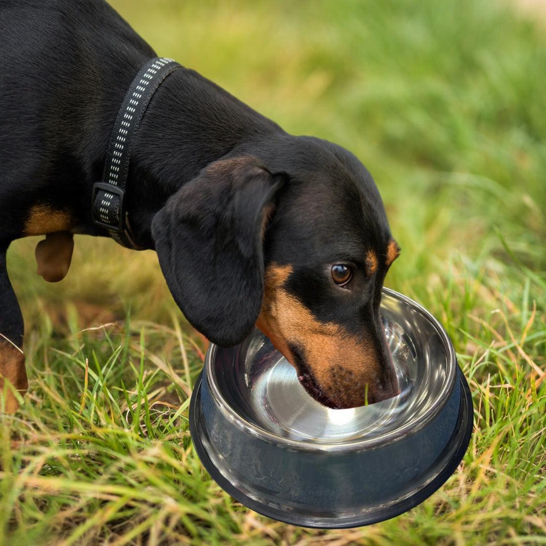 Alimentador de Aço Inoxidavel para PETS - O Chico Tem